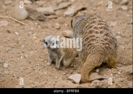 Sehr junge Erdmännchen Pup (Suricata Suricatta) sitzen auf dem Boden in der Nähe seiner Mutter. Stockfoto