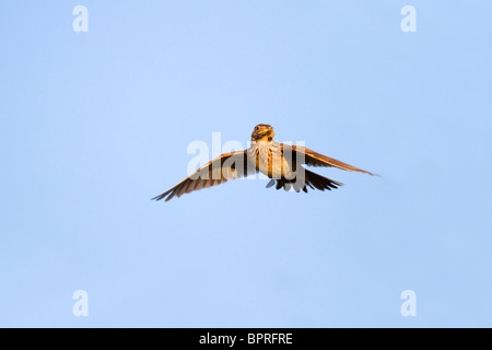 Lerche; Alauda Arvensis; im Flug Stockfoto