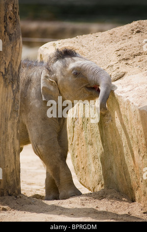 Junge asiatische Elefant Kalb (Elephas Maximus) in Gefangenschaft im Tywcross Zoo, Leicestershire, England Stockfoto