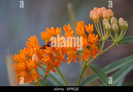 Oncopeltus Fasciatus oder große Wolfsmilch Bug auf Asclepias Tuberosa Stockfoto