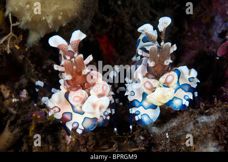 Harlekin Garnelen, Seraya, Bali, Indonesien. Stockfoto