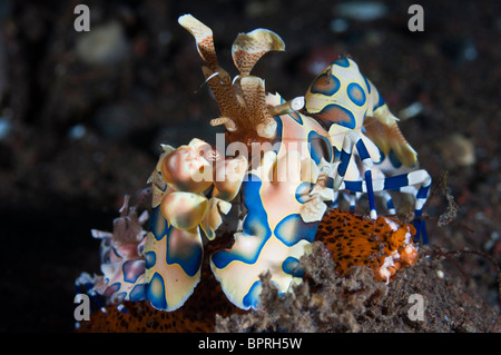 Harlekin Garnelen, Seraya, Bali, Indonesien. Stockfoto