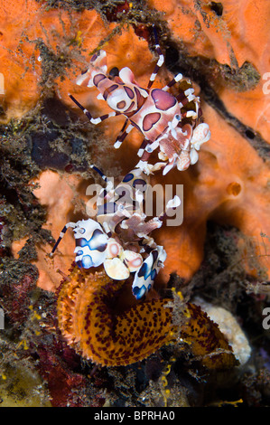 Ein paar Harlekin Garnelen essen ein Seestern, Seraya, Bali, Indonesien. Stockfoto