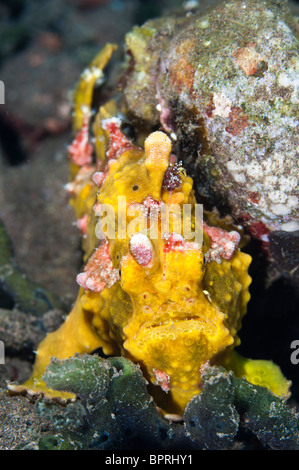 Warzige Anglerfisch, Seraya, Bali, Indonesien. Stockfoto