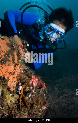 Taucher beobachten ein paar Harlekin Garnelen essen ein Seestern, Seraya, Bali, Indonesien. Stockfoto