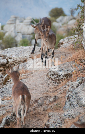 Ziege in Torcal von Antequera Stockfoto