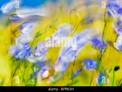 Glockenblume (Campanula Rotundifolia) im Wind, Lofoten Inseln, Norwegen AUGUST Stockfoto