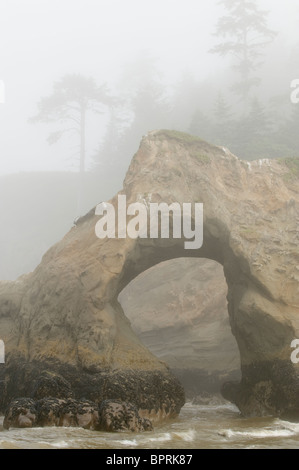 Seastacks und Bogen im Nebel, Tunnel-Insel, Quinault-Indianer-Reservat, Pacific Coast, Washington, USA Stockfoto