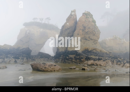 Seastacks im Nebel, Elephant Rock, Quinault-Indianer-Reservat, Pacific Coast, Washington, USA Stockfoto