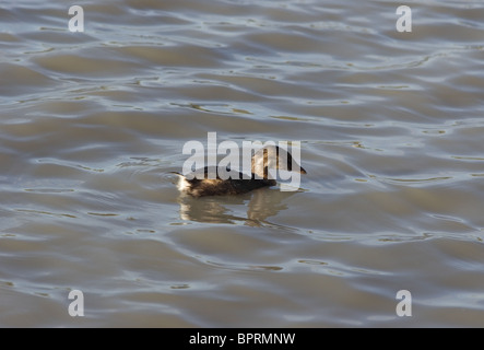 Junge amerikanische Blässhuhn (Fulica Americana) in einem See in Mexiko Stockfoto