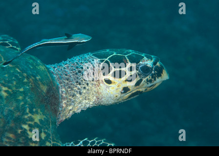 Hawksbill Turtle, Eretmochelys Imbricata und Sharksucker, Echeneis Naucrates, Puerto Galera, Philippinen, Pazifik Stockfoto