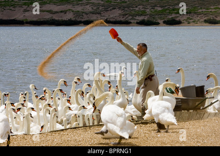 Keeper feeding Höckerschwäne an Abbotsbury Swannery in Dorset Stockfoto