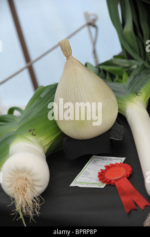 Ein riesiger Hauptgewinn Zwiebel und zwei Lauch mit preisgekrönten rote Rosette auf dem Display in einer Sommer-Gartenschau. Stockfoto