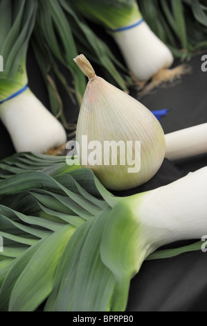 Eine riesige prämierten Zwiebel und Lauch auf dem Display in einer Sommer-Gartenschau Stockfoto