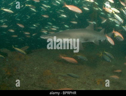 Sand Tiger Shark, Odontaspis Taurus am Wrack des Holms von Morehead City, North Carolina, Atlantik. Stockfoto