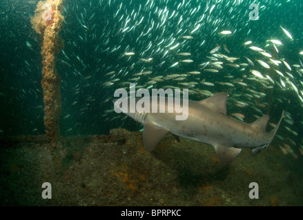 Sand Tiger Shark, Odontaspis Taurus am Wrack des Holms von Morehead City, North Carolina, Atlantik Stockfoto