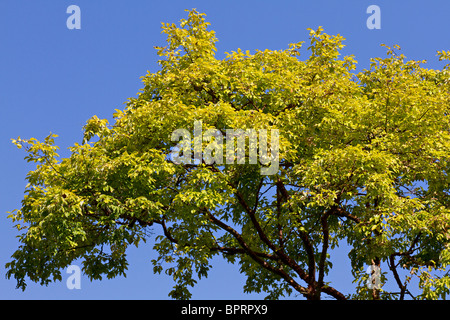 Acer griseum. Paperbark Ahornbaum im frühen Herbst in Großbritannien Stockfoto