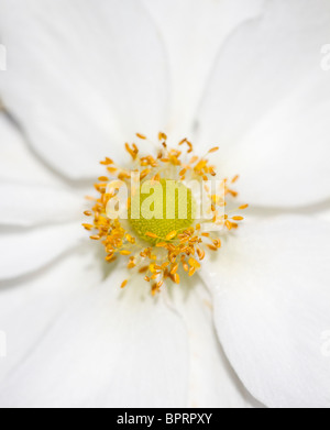 England UK. Nahaufnahme von einem weissen japanischen Anemone in Blüte im Frühherbst (Anemone x hybrida) Stockfoto