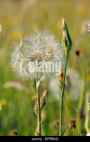 Goatsbeard Seedhead - Tragopogon Pratensis auch bekannt als Jack-go-to-bed-at-noon Stockfoto