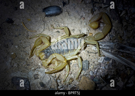 Eine Wüste behaarte Riesenskorpion nachts unter normalem Licht. Stockfoto