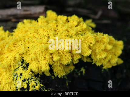 Schwefel Slime Mold, Fuligo Septica, Physaraceae. Aka Erbrechen Blumen Tan, Scrambled Egg Slime Mold und Hund Schleim Schimmel. Stockfoto