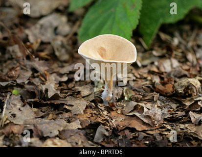 Gemeinsamen Trichter Pilz, Clitocybe Gibba, Tricholomataceae. Junge Exemplare. Stockfoto