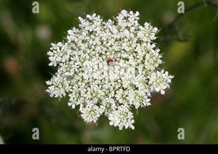 Wilde Möhre aka des Bischofs Spitze oder Queen Anne es Lace, Daucus Carota, Apiaceae Stockfoto