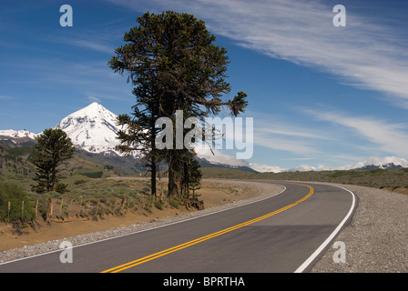 Elk199-1249 Argentinien, Nationalpark Parque Nacional Lanin, Pehuen (Stadt Monkey-puzzle) Baum Stockfoto