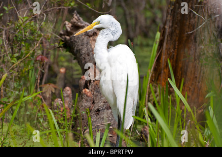 Weiße Kranich oder Heron Vogel im Bayou in New Orleans, Louisiana, USA Stockfoto