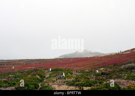 Gesamtansicht der Anacapa Island mit westlichen Möwen und leichte Station, Channel Islands Nationalpark, Kalifornien Stockfoto
