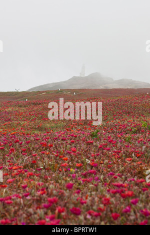 Gesamtansicht der Anacapa Island mit roten Eis Pflanze (Khoi Edulis) und leichte Station im Nebel, Channel Islands Nationalpark Stockfoto