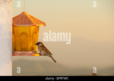 Ein Haussperling (Passer Domesticus) auf Vogelhäuschen bei Sonnenaufgang Stockfoto