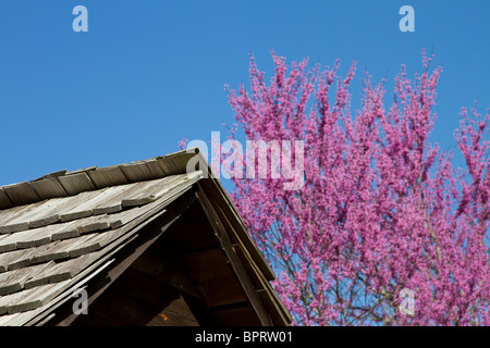Gezeigt, hier ist ein Blick auf die Hügelkette auf dem Dach, mit einem östlichen Redbud (Cercis Canadensis) Baum in voller Blüte hinter schließen Stockfoto