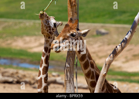 Zwei große Giraffen (Giraffa Plancius) Essen von einem Baum, San Diego Zoo Safari Park, Escondido, Kalifornien Stockfoto