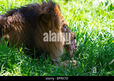 Ein männlicher afrikanischer Löwe (Panthera Leo) isst Fleisch von Knochen in den Rasen, San Diego Zoo Safari Park, Escondido, Kalifornien Stockfoto