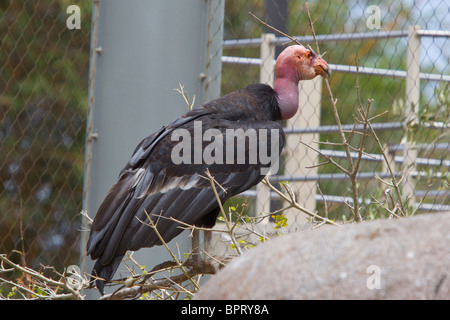 Eine Kalifornien-Kondor (Gymnogyps Californianus), San Diego Zoo, San Diego, California, Vereinigte Staaten von Amerika Stockfoto