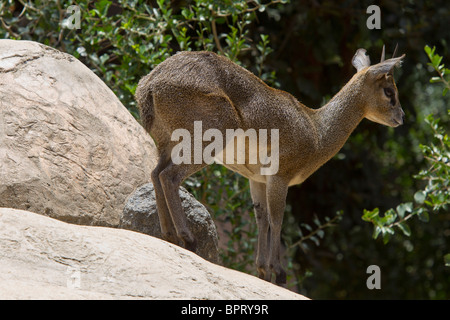 Klipspringer (Oreotragus Oreotragus) stehen auf Felsen, San Diego Zoo, San Diego, Kalifornien, Vereinigte Staaten von Amerika Stockfoto