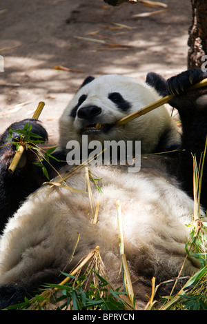 Ein großer Panda (Ailuropoda Melanoleuca) tragen auf dem Rücken Essen Bambus, San Diego Zoo, San Diego, Kalifornien Stockfoto