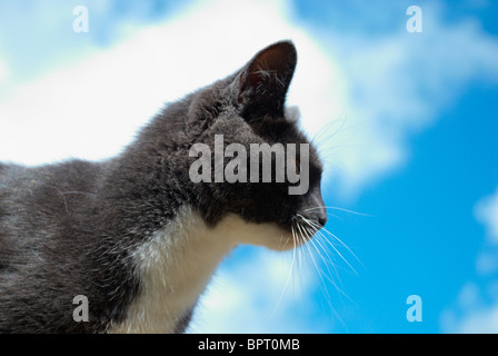 schwarzen & weiße Katze im Freien an einem sonnigen Tag. Stockfoto