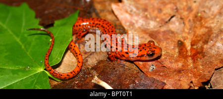 Höhle Salamander (Eurycea Lucifuga) Stockfoto