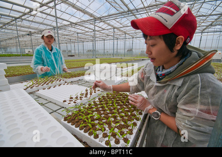 Taiwanesische Arbeiter stechen, Tomaten Setzlinge in einem hydroponischen Tomate Bauernhof in Victoria Australien Stockfoto