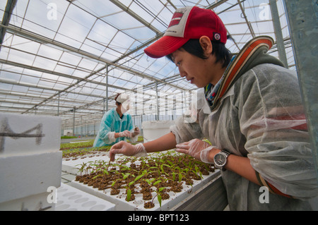 Taiwanesische Arbeiter stechen, Tomaten Setzlinge in einem hydroponischen Tomate Bauernhof in Victoria Australien Stockfoto