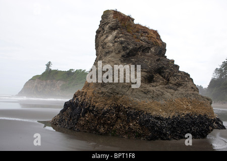 Meer-Stack auf Ruby Beach am Morgen mit Nebel Nebel, Olympic Nationalpark, Washington, Vereinigte Staaten von Amerika Stockfoto