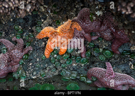 Orange und Lila Ocker Seesterne (Pisaster Ochraceus) an der Basis eine Meer-Stack, Ruby Beach, Olympic National Park befestigt Stockfoto