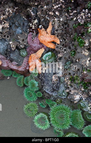 Orange und Lila Ocker Seesterne (Pisaster Ochraceus) und Seeanemonen grün befestigt an der Basis aus einem Meer Stapel, Ruby Beach Stockfoto