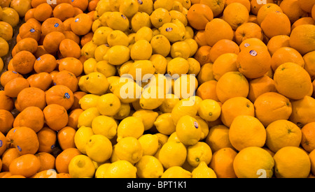 Eine Reihe von Zitrusfrüchten, Zitronen und Orangen Stockfoto