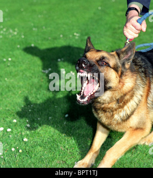 Wachhund, elsässischen, aggressiver Hund, elsässischen Wache Hund bellen und Anstrengung an der Leine Stockfoto