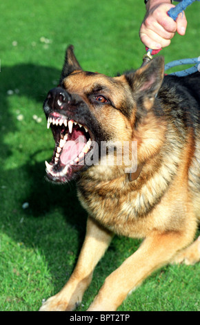 Wachhund, elsässischen, aggressiver Hund, elsässischen Wache Hund bellen und Anstrengung an der Leine Stockfoto