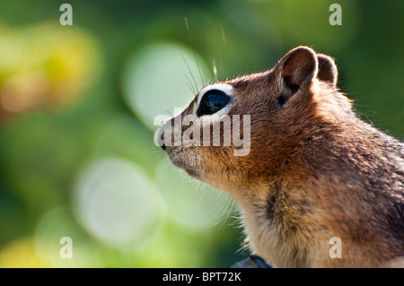 Nahaufnahme von einem goldenen Jaguaren Grundeichhörnchen aus den Rocky mountains Stockfoto