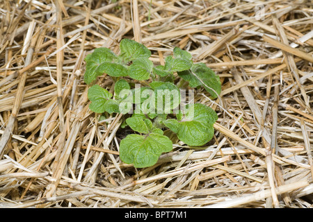 Königsblau Kartoffel Reben in ihren frühen Stadien des Wachstums im Hause Garten Gemüsebeet Stockfoto